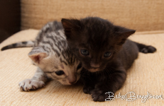 Bengal Kitten rosetted